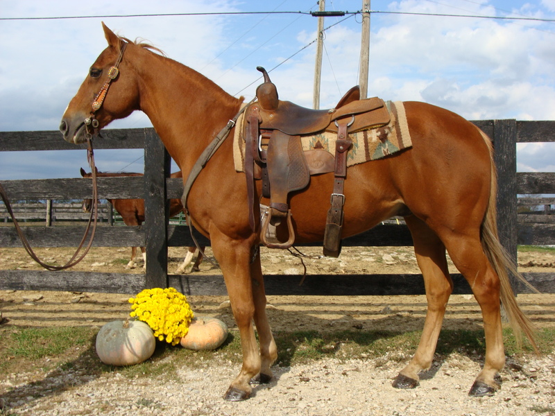 SUPER WELL BROKE SORREL QUARTER HORSE GELDING, USED FOR RANCH WORK AND