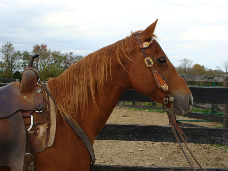 SUPER WELL BROKE SORREL QUARTER HORSE GELDING, USED FOR RANCH WORK AND