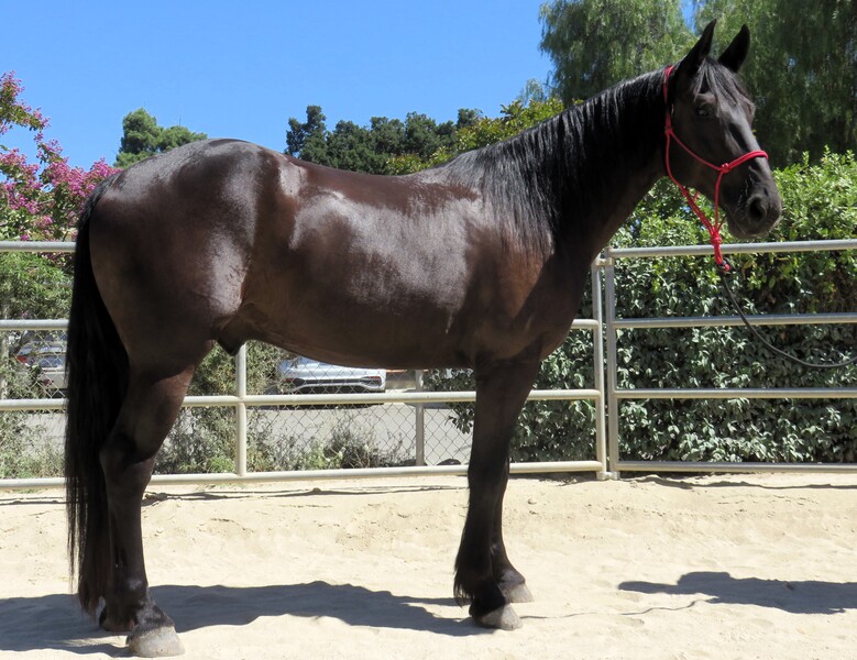 5 YEAR OLD 16+ HAND FRIESIAN DRAFT QUARTER CROSS