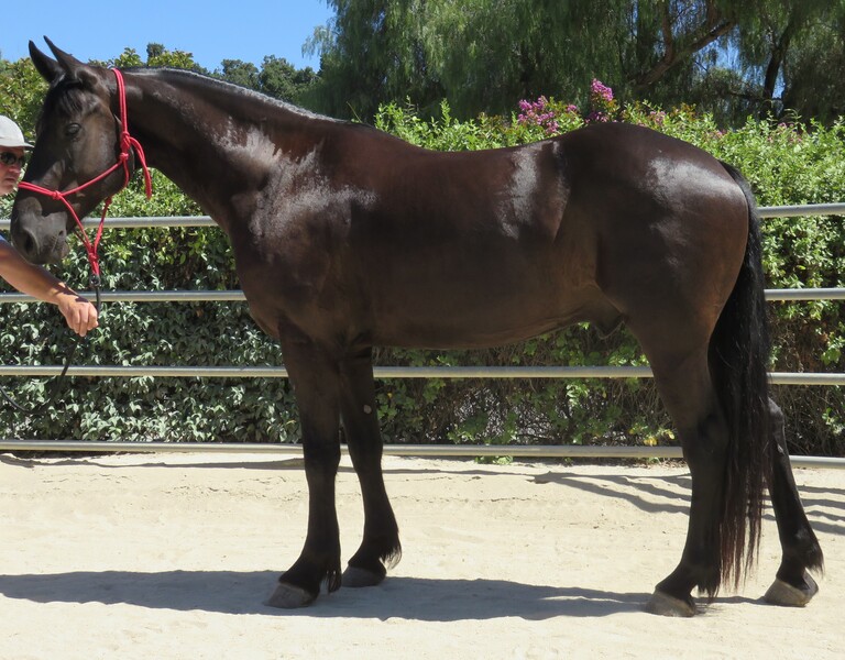 5 YEAR OLD 16+ HAND FRIESIAN DRAFT QUARTER CROSS