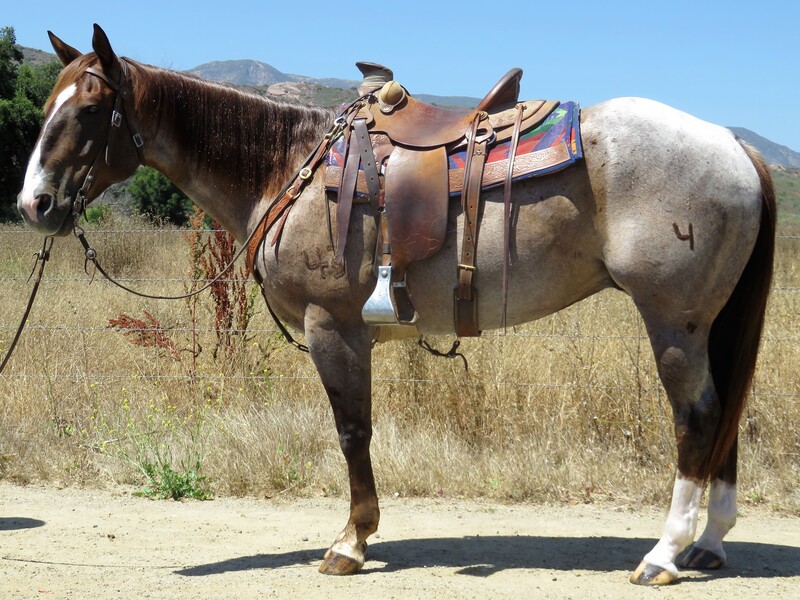 15.2 HAND 7 YEAR OLD ROAN GELDING For Sale in Ventura, California