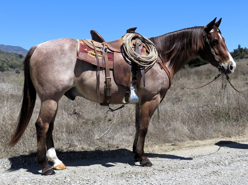 13 YEAR OLD 14.3+ HAND RED ROAN GELDING