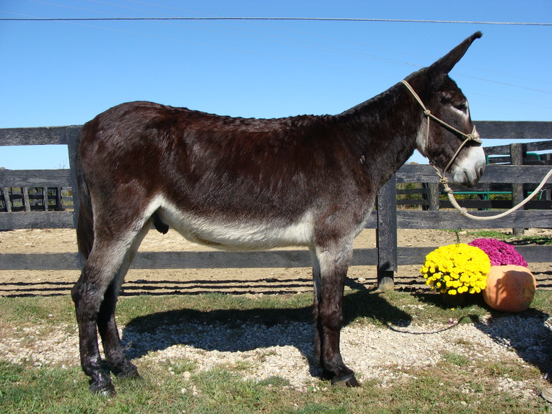 PRETTY CUT JACK MAMMOTH DONKEY GENTLE For Sale in Fleming, Kentucky