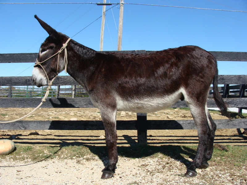 PRETTY CUT JACK MAMMOTH DONKEY GENTLE For Sale in Fleming, Kentucky