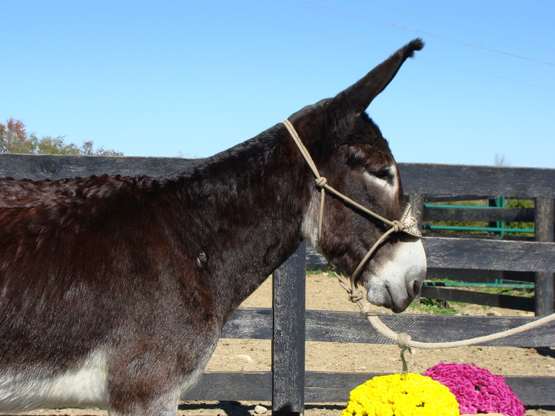PRETTY CUT JACK MAMMOTH DONKEY GENTLE For Sale in Fleming, Kentucky