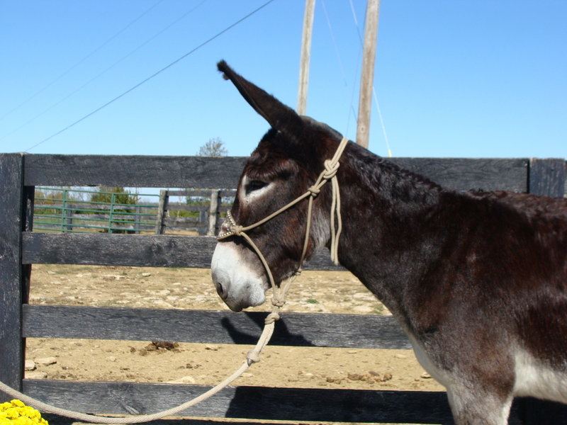PRETTY CUT JACK MAMMOTH DONKEY GENTLE For Sale In Fleming Kentucky 