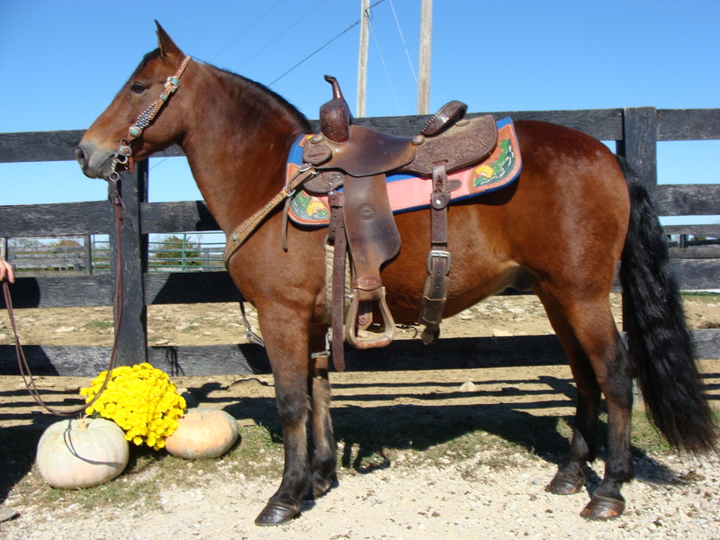 HAFLINGER QUARTER HORSE CROSSBRED GELDING, YOUTH AND BEGINNER FRIENDLY