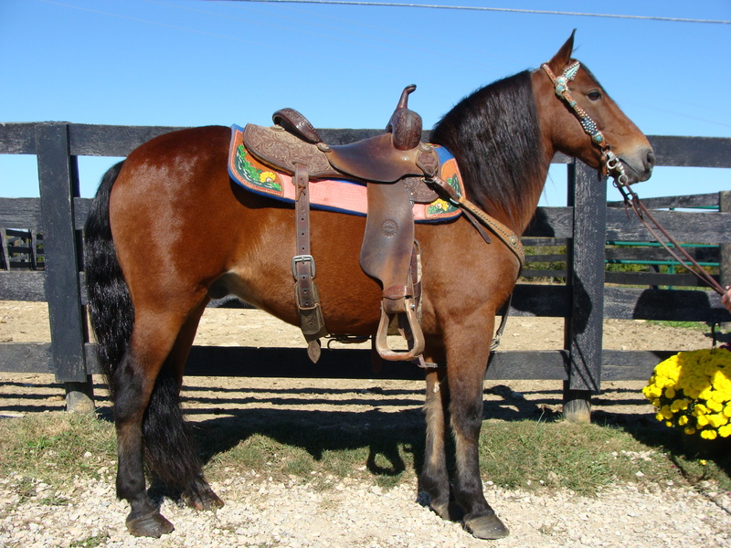 HAFLINGER QUARTER HORSE CROSSBRED GELDING, YOUTH AND BEGINNER FRIENDLY For Sale in Fleming