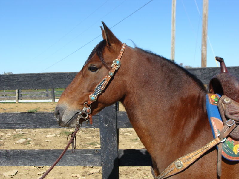 HAFLINGER QUARTER HORSE CROSSBRED GELDING, YOUTH AND BEGINNER FRIENDLY