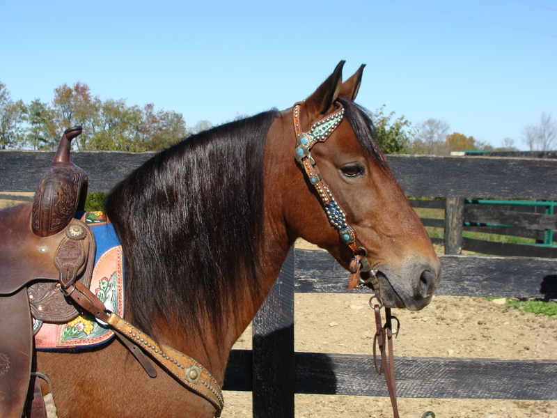 HAFLINGER QUARTER HORSE CROSSBRED GELDING, YOUTH AND BEGINNER FRIENDLY