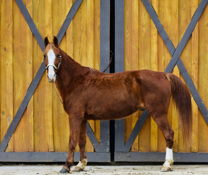 Bomb Proof 15.1 Experienced Trail Horse For Sale in Bartow,