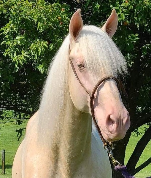 Rocky Mountain Horses for Sale KY Trail Horse Finders, Mount sterling