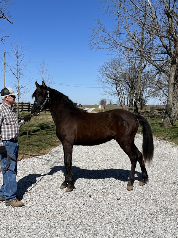 Stunning Well Bred Black Colt 