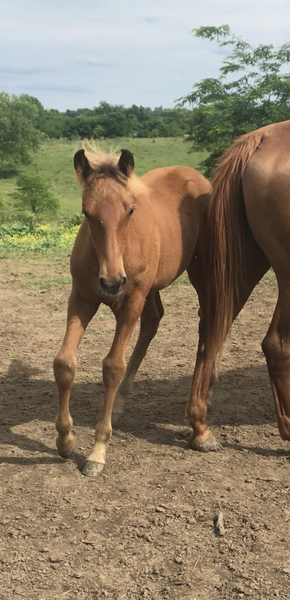 Gorgeous Red Chocolate Weanling Filly