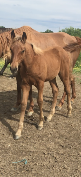 Gorgeous Red Chocolate Weanling Filly