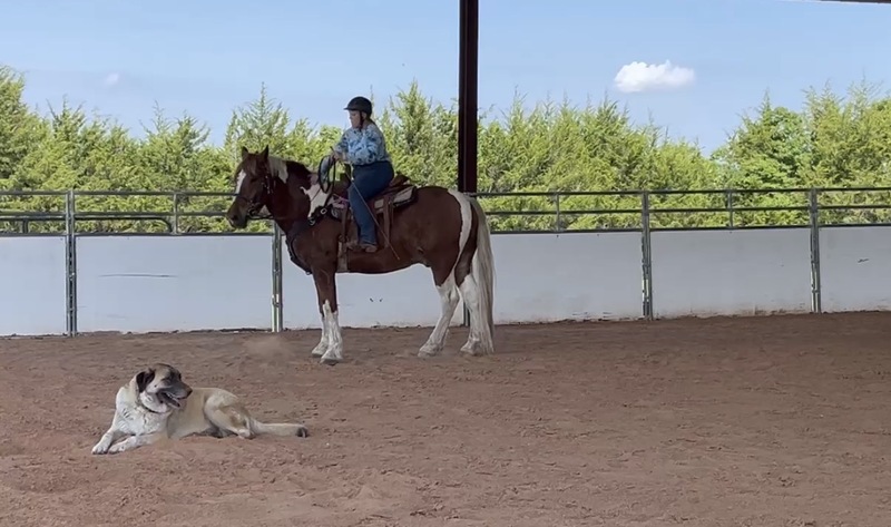 Sweet Talented Tobiano UNICORN!!
