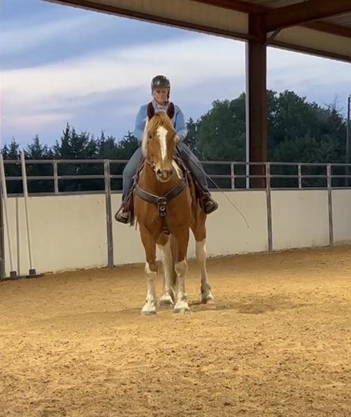 Sweet Talented Tobiano UNICORN!!