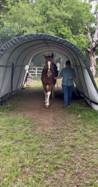 Sweet Talented Tobiano UNICORN!!