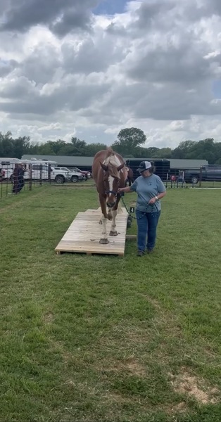 Sweet Talented Tobiano UNICORN!!