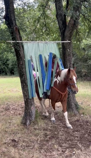 Sweet Talented Tobiano UNICORN!!