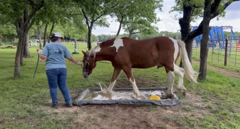 Sweet Talented Tobiano UNICORN!!
