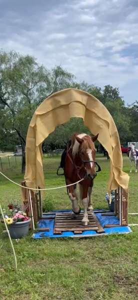 Sweet Talented Tobiano UNICORN!!