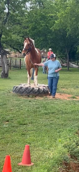 Sweet Talented Tobiano UNICORN!!