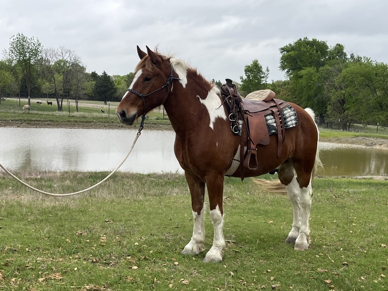 Sweet Talented Tobiano UNICORN!!