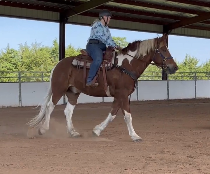 Sweet Talented Tobiano UNICORN!!