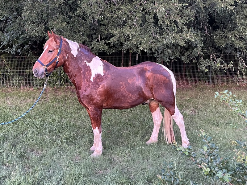 Sweet Talented Tobiano UNICORN!!