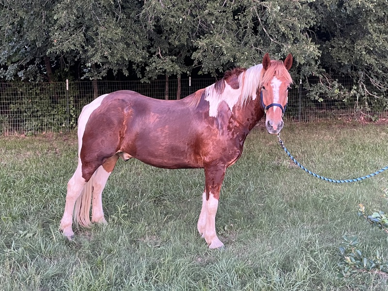 Sweet Talented Tobiano UNICORN!!