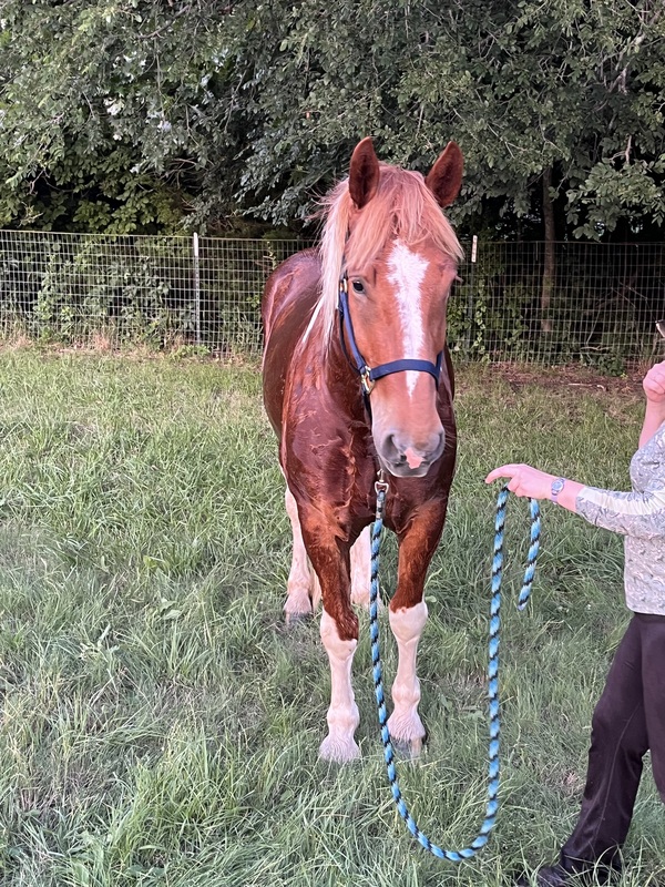 Sweet Talented Tobiano UNICORN!!