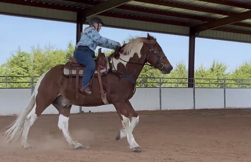 Sweet Talented Tobiano UNICORN!!