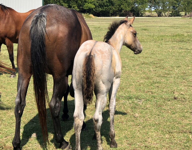 Look at her foal , nice mare