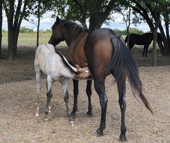 Look at her foal , nice mare