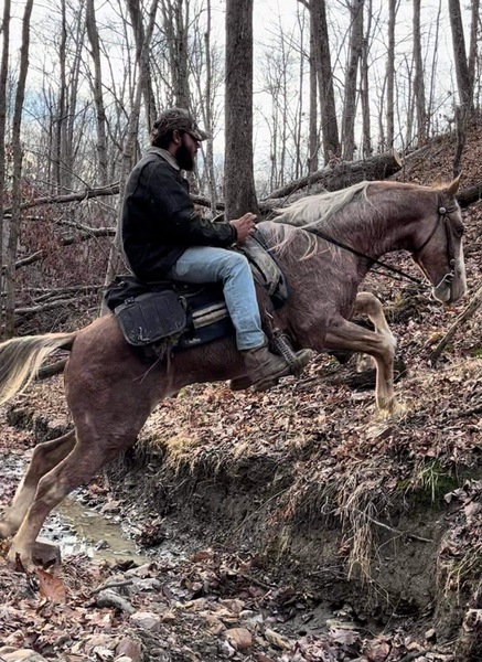 Smooth Gaited Neck Reining Novice Safe Trail Horse
