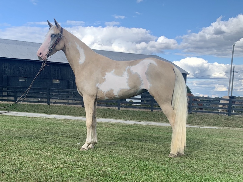 palomino overo trail horse For Sale in Casey, Kentucky, United