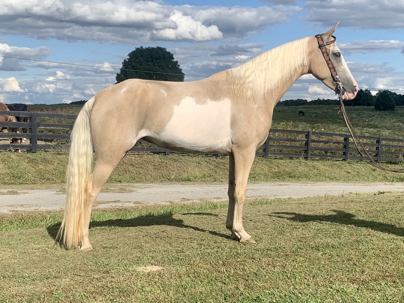 palomino overo trail horse For Sale in Casey, Kentucky, United