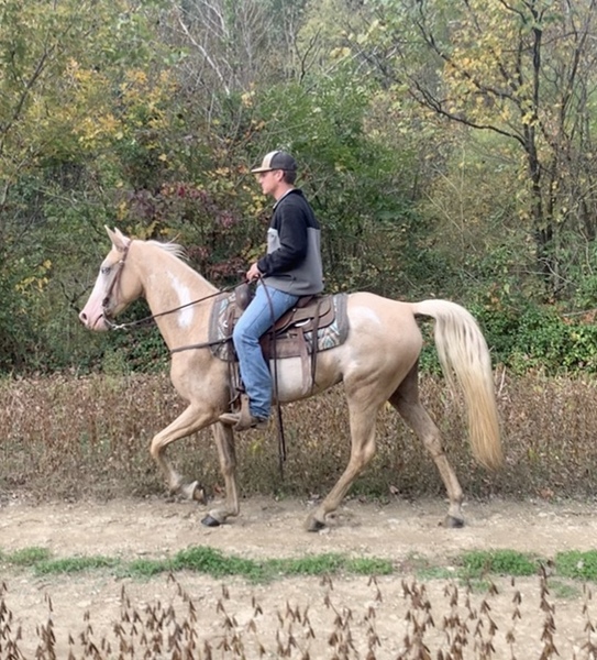 palomino overo trail horse For Sale in Casey, Kentucky, United