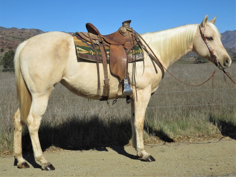 6 YEAR OLD 14.3 HAND PALOMINO MARE **VIDEO**