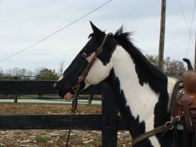 SEASONED SHOW HORSE APHA BLACK & WHITE TEAM PENNING ...