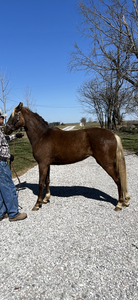 Stunning Well Bred 2 Yr Old Filly 