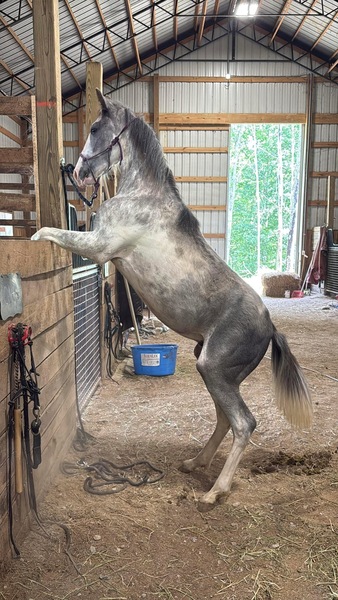Blue Roan Sabino Yearling Colt