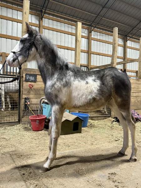 Horses For Sale Horses For Sale