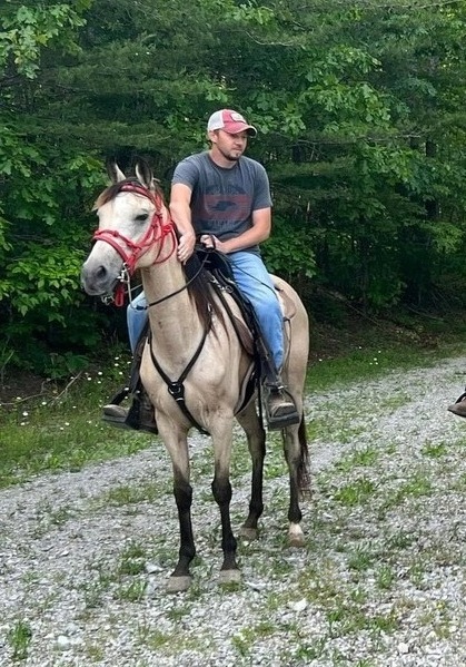 Smooth Easy To Ride Buckskin Trail Horse 