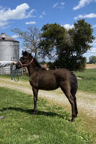Beautiful Black Weanling Colt 