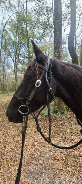 Mia solid black Friesian Cross 15.2 mare