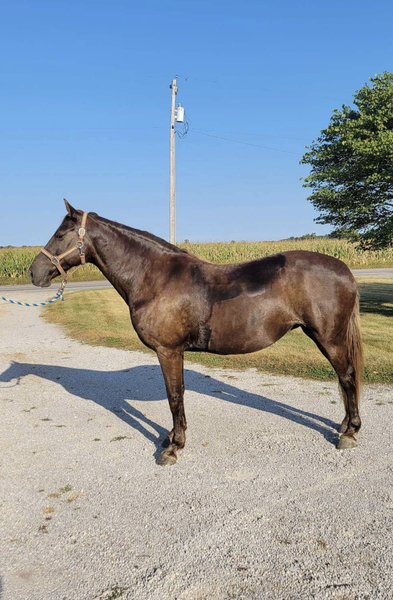 Experienced Chocolate Mare in Foal 