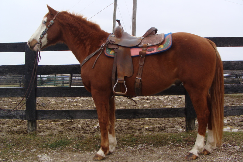 Quarter Horses for Sale H&R Horses, Hillsboro