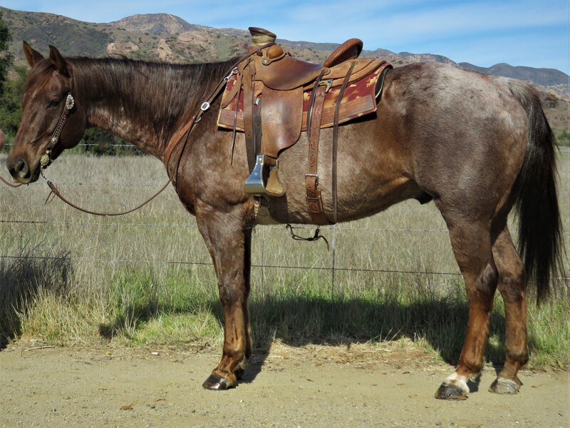 9 YEAR OLD  15.3+ HAND RED ROAN GELDING